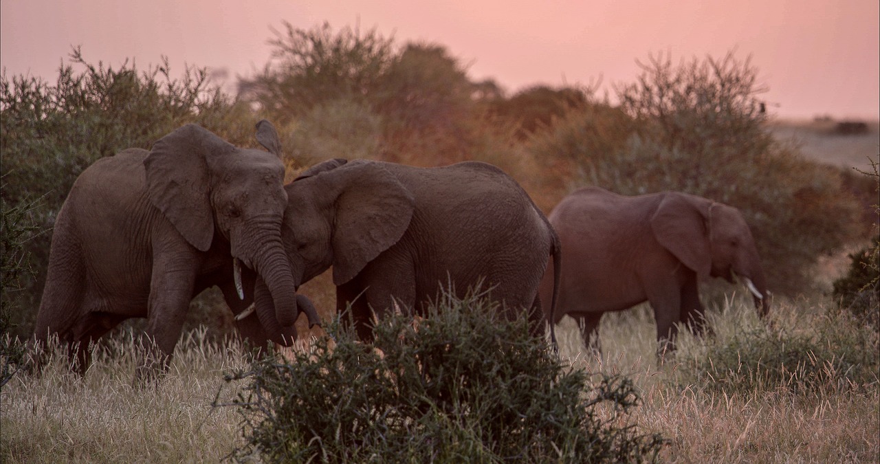 elephant-africa