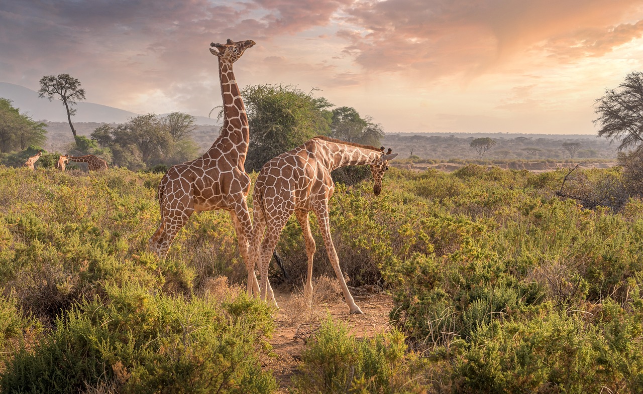 giraffes-tanzania safari