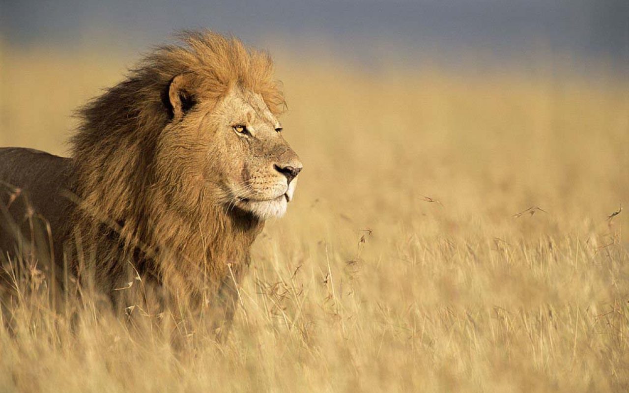 Lion-Tanzania-Adventure.jpg