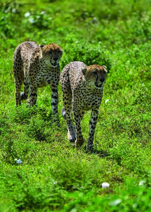 Ngorongoro-Tanzania.jpg