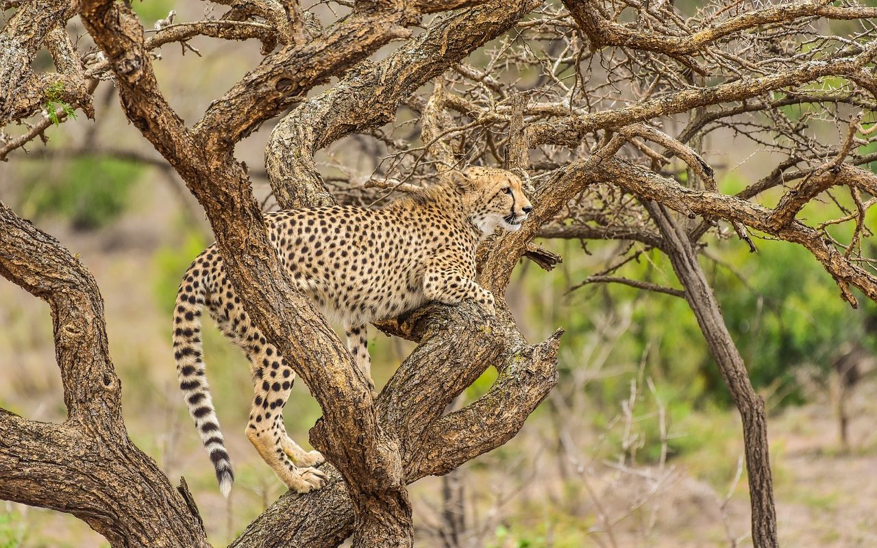 cheetah-africa