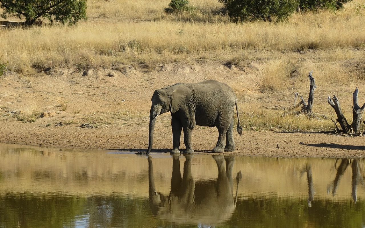 elephant-tanzania