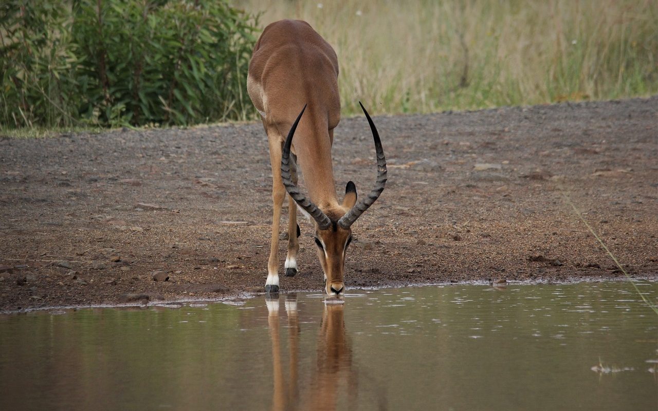 impala-safari africa